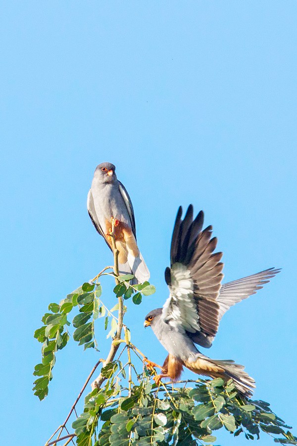 Amur Falcons (from the Nagaland Wildlife & Biodiversity Conservation Trust website).